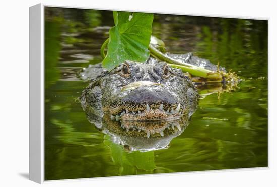 Alligator 2-Dennis Goodman-Framed Premier Image Canvas