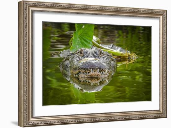 Alligator 2-Dennis Goodman-Framed Photographic Print