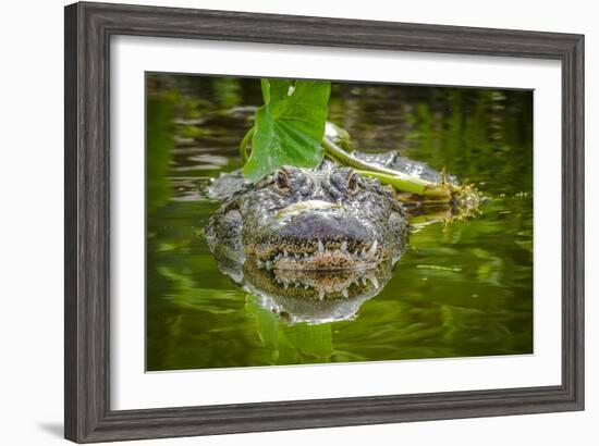 Alligator 2-Dennis Goodman-Framed Photographic Print