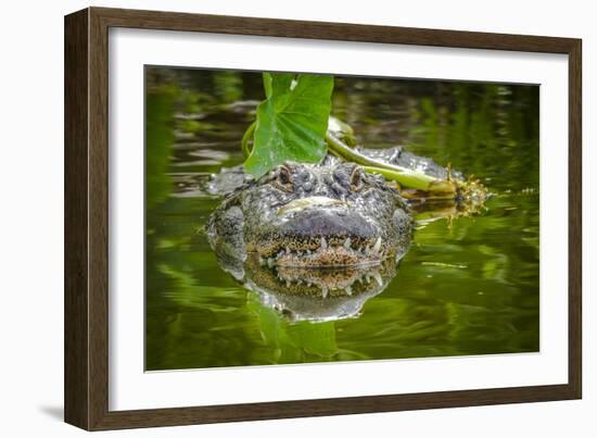 Alligator 2-Dennis Goodman-Framed Photographic Print