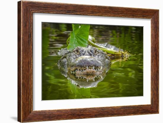 Alligator 2-Dennis Goodman-Framed Photographic Print