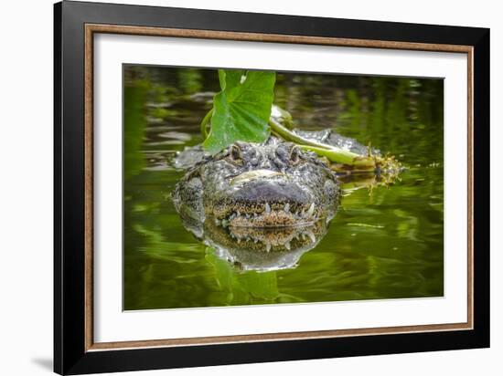 Alligator 2-Dennis Goodman-Framed Photographic Print