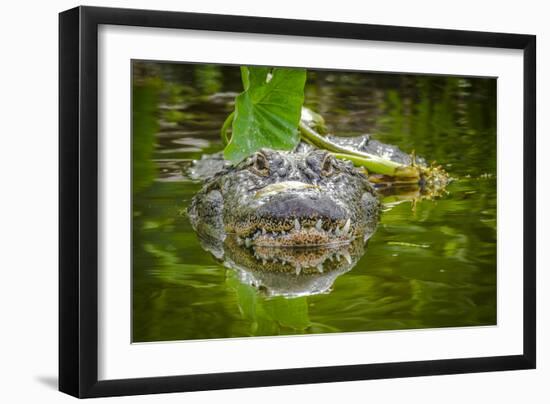 Alligator 2-Dennis Goodman-Framed Photographic Print