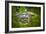 Alligator 2-Dennis Goodman-Framed Photographic Print