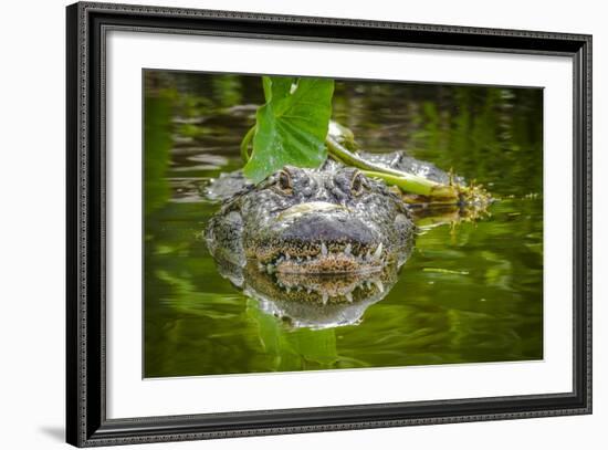 Alligator 2-Dennis Goodman-Framed Photographic Print