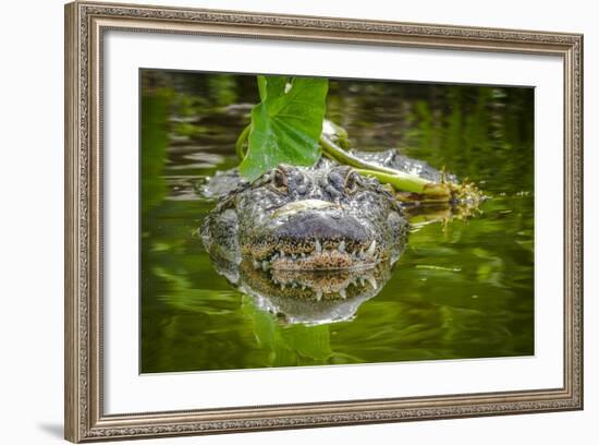 Alligator 2-Dennis Goodman-Framed Photographic Print