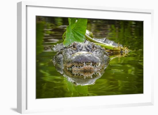 Alligator 2-Dennis Goodman-Framed Photographic Print