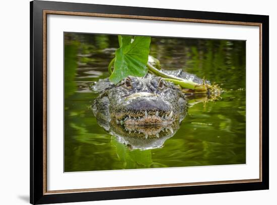 Alligator 2-Dennis Goodman-Framed Photographic Print