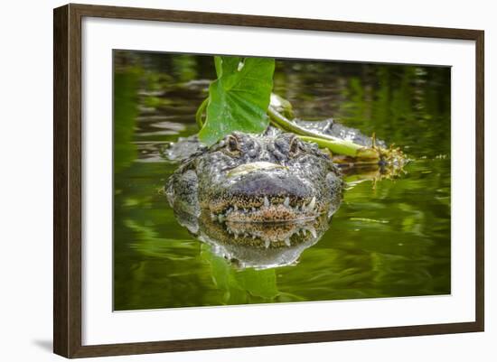 Alligator 2-Dennis Goodman-Framed Photographic Print