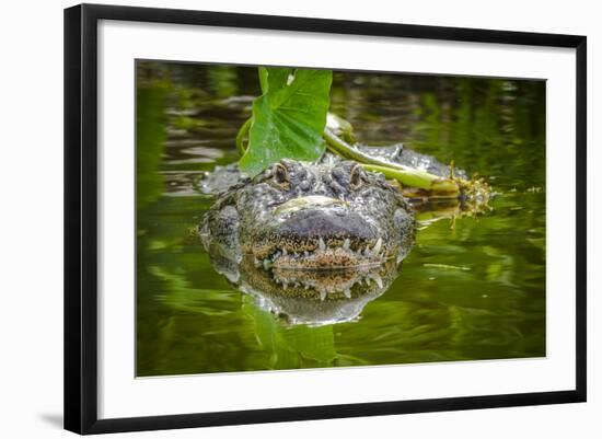 Alligator 2-Dennis Goodman-Framed Photographic Print