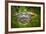 Alligator 2-Dennis Goodman-Framed Photographic Print