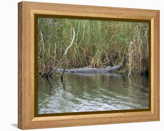 Alligator, Anhinga Trail, Everglades National Park, Florida, USA-Fraser Hall-Framed Premier Image Canvas