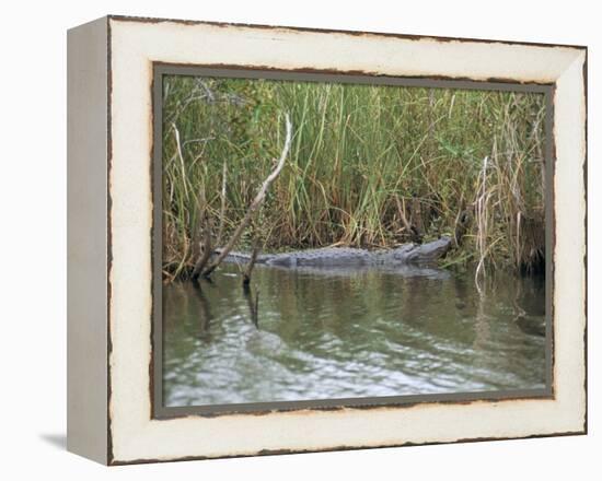 Alligator, Anhinga Trail, Everglades National Park, Florida, USA-Fraser Hall-Framed Premier Image Canvas