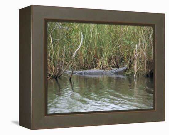 Alligator, Anhinga Trail, Everglades National Park, Florida, USA-Fraser Hall-Framed Premier Image Canvas