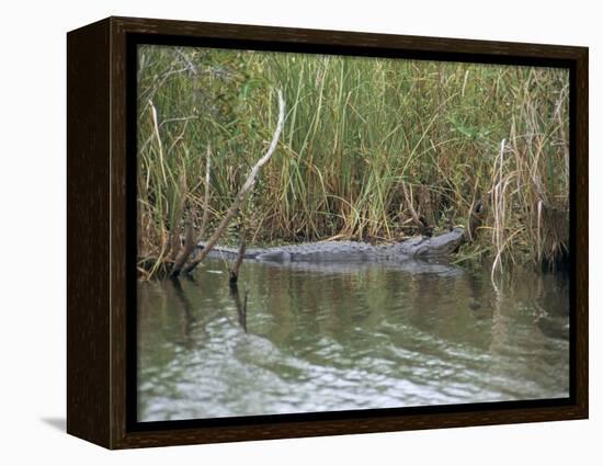 Alligator, Anhinga Trail, Everglades National Park, Florida, USA-Fraser Hall-Framed Premier Image Canvas