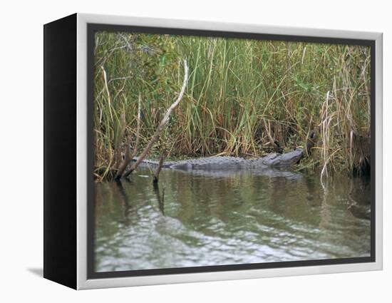 Alligator, Anhinga Trail, Everglades National Park, Florida, USA-Fraser Hall-Framed Premier Image Canvas