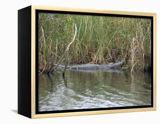 Alligator, Anhinga Trail, Everglades National Park, Florida, USA-Fraser Hall-Framed Premier Image Canvas