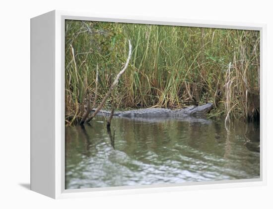 Alligator, Anhinga Trail, Everglades National Park, Florida, USA-Fraser Hall-Framed Premier Image Canvas