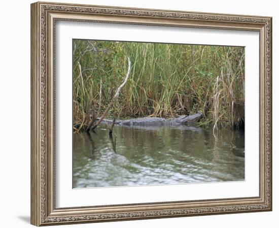 Alligator, Anhinga Trail, Everglades National Park, Florida, USA-Fraser Hall-Framed Photographic Print