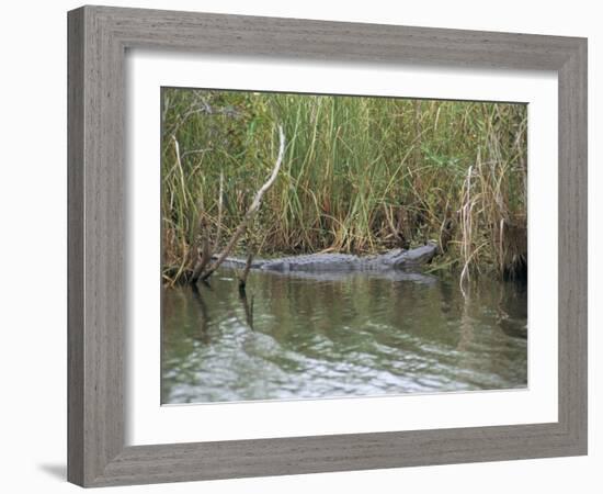 Alligator, Anhinga Trail, Everglades National Park, Florida, USA-Fraser Hall-Framed Photographic Print