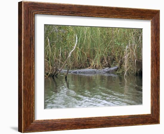 Alligator, Anhinga Trail, Everglades National Park, Florida, USA-Fraser Hall-Framed Photographic Print