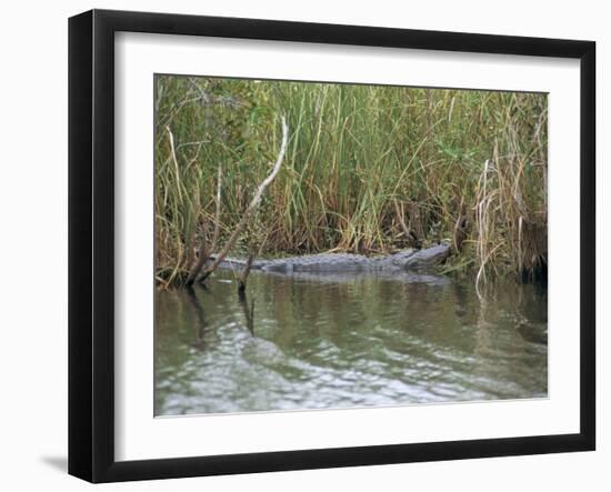 Alligator, Anhinga Trail, Everglades National Park, Florida, USA-Fraser Hall-Framed Photographic Print