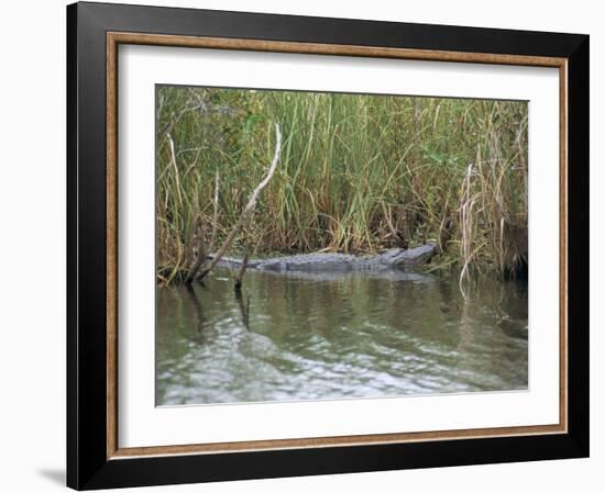 Alligator, Anhinga Trail, Everglades National Park, Florida, USA-Fraser Hall-Framed Photographic Print