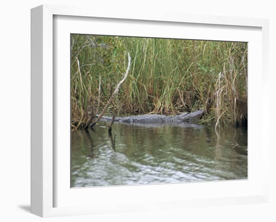 Alligator, Anhinga Trail, Everglades National Park, Florida, USA-Fraser Hall-Framed Photographic Print