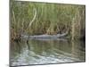 Alligator, Anhinga Trail, Everglades National Park, Florida, USA-Fraser Hall-Mounted Photographic Print