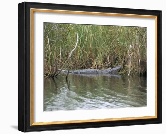 Alligator, Anhinga Trail, Everglades National Park, Florida, USA-Fraser Hall-Framed Photographic Print