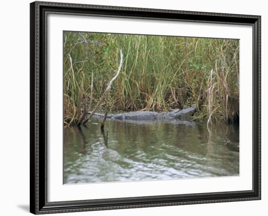 Alligator, Anhinga Trail, Everglades National Park, Florida, USA-Fraser Hall-Framed Photographic Print