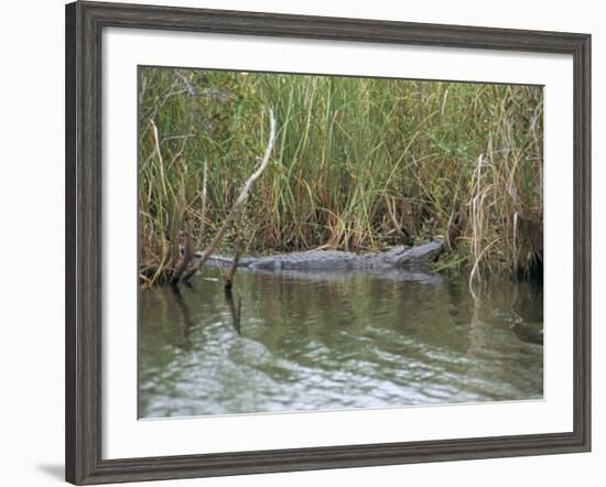 Alligator, Anhinga Trail, Everglades National Park, Florida, USA-Fraser Hall-Framed Photographic Print