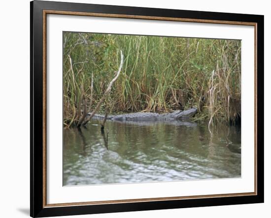 Alligator, Anhinga Trail, Everglades National Park, Florida, USA-Fraser Hall-Framed Photographic Print