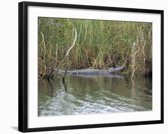 Alligator, Anhinga Trail, Everglades National Park, Florida, USA-Fraser Hall-Framed Photographic Print