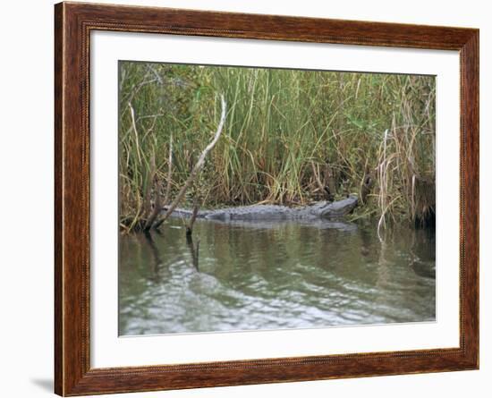 Alligator, Anhinga Trail, Everglades National Park, Florida, USA-Fraser Hall-Framed Photographic Print