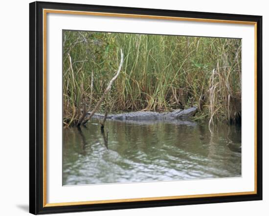 Alligator, Anhinga Trail, Everglades National Park, Florida, USA-Fraser Hall-Framed Photographic Print