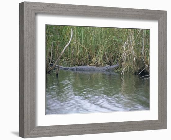 Alligator at Anhinga Trail, Everglades, Florida, USA-Amanda Hall-Framed Photographic Print