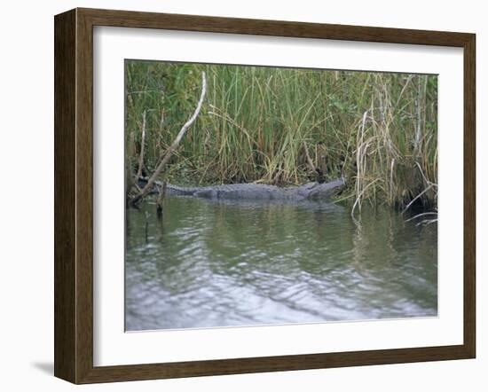 Alligator at Anhinga Trail, Everglades, Florida, USA-Amanda Hall-Framed Photographic Print