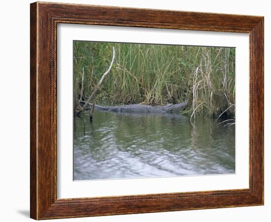 Alligator at Anhinga Trail, Everglades, Florida, USA-Amanda Hall-Framed Photographic Print