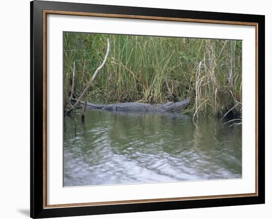 Alligator at Anhinga Trail, Everglades, Florida, USA-Amanda Hall-Framed Photographic Print