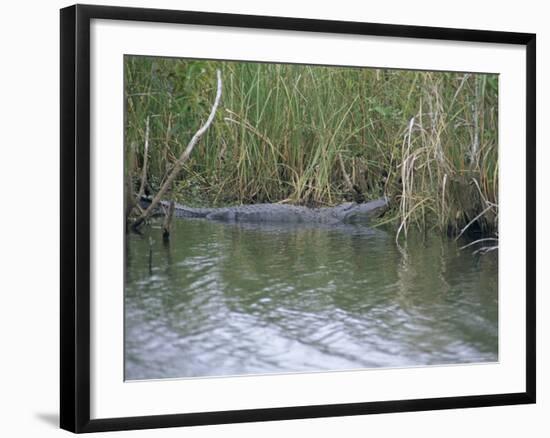 Alligator at Anhinga Trail, Everglades, Florida, USA-Amanda Hall-Framed Photographic Print
