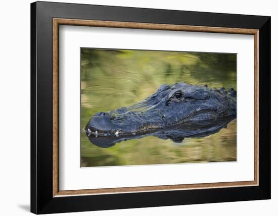 Alligator at St. Augustine Alligator Farm, Florida, USA.-Maresa Pryor-Framed Photographic Print