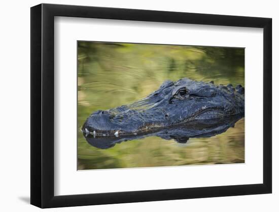 Alligator at St. Augustine Alligator Farm, Florida, USA.-Maresa Pryor-Framed Photographic Print