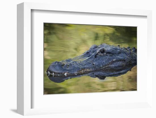 Alligator at St. Augustine Alligator Farm, Florida, USA.-Maresa Pryor-Framed Photographic Print