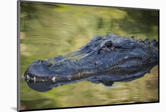 Alligator at St. Augustine Alligator Farm, Florida, USA.-Maresa Pryor-Mounted Photographic Print