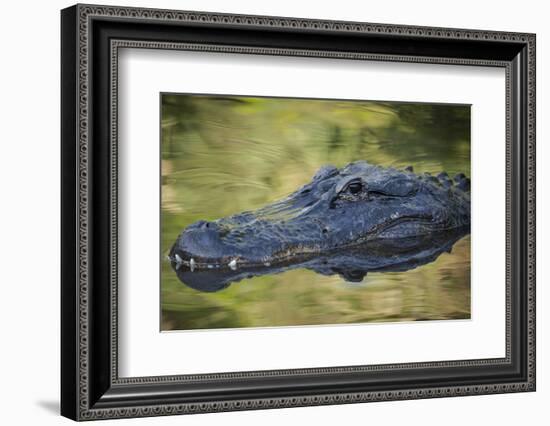 Alligator at St. Augustine Alligator Farm, Florida, USA.-Maresa Pryor-Framed Photographic Print