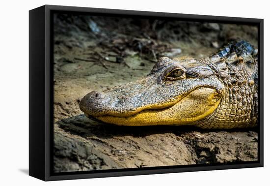 Alligator, Atchafalaya Basin Area, Louisiana, USA-Alison Jones-Framed Premier Image Canvas