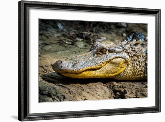 Alligator, Atchafalaya Basin Area, Louisiana, USA-Alison Jones-Framed Photographic Print