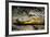 Alligator, Atchafalaya Basin Area, Louisiana, USA-Alison Jones-Framed Photographic Print