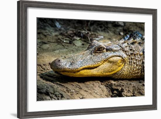 Alligator, Atchafalaya Basin Area, Louisiana, USA-Alison Jones-Framed Photographic Print